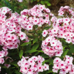 Phlox paniculata 'Bright Eyes'